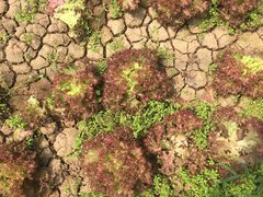 -万源龙顺度假庄园生态观光园