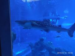 -成都浩海立方海洋公园