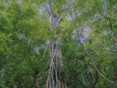 -中国科学院西双版纳热带植物园