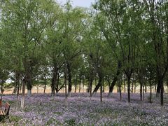-东郊湿地公园