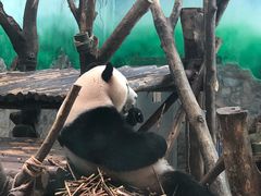 -都江堰中华大熊猫苑