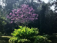 -中国科学院西双版纳热带植物园