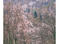 -九皇山景区