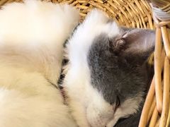 -共舞时光猫咖·狗咖(新街口店)