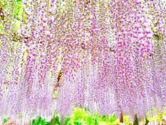 -嘉定紫藤园