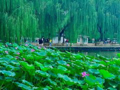 -济南大明湖景区