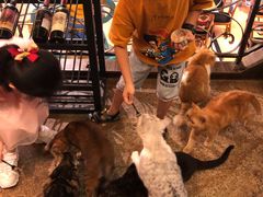 -more than meow吴止猫主题餐厅(承德 中船汇店)