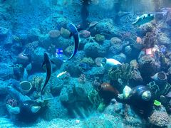 -左海海底世界