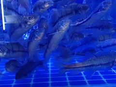 -芦茨金富饭庄·25年老字号·专做稻草鸡