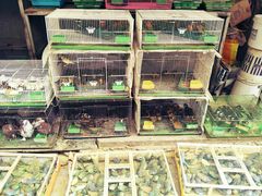 -保定市花鸟鱼虫市场
