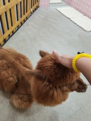 -Moni星球萌宠·小马宝莉·灵蛇·高端高阶全萌宠互动体验俱乐部(红豆国际广场店)