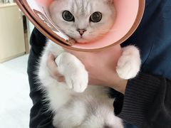 -乐派堂宠物医院·猫友好· 心脏科(东街店)