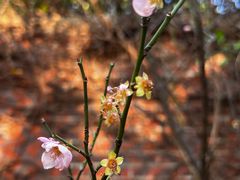 -草庵摩尼教遗址公园