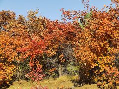 -北京西山国家森林公园