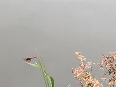 -呀诺达热带雨林