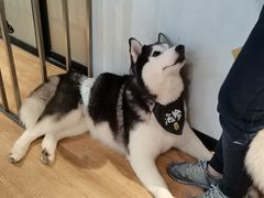 -Husky Go! 哈士奇体验馆·宠物咖啡厅狗咖