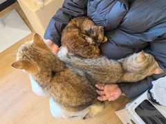 -有喵·猫咖·狗咖·30几只猫10只小狗(岗厦店)