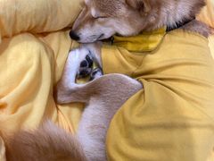 -逗柴咖啡屋·狗咖猫咖宠物桌游