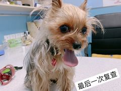 -甄爱宠物医院(疏影路店)