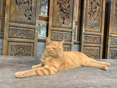 -喵屿·大理花园猫咖