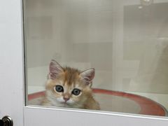 -青奢宠物·青奢猫舍