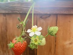 -建德果蔬乐园绪塘草莓基地