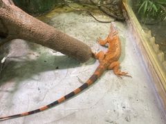 -上海大自然野生昆虫馆(东方明珠·爬宠昆虫探索中心)