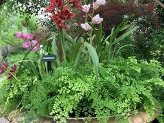 -斐兹洛伊花园