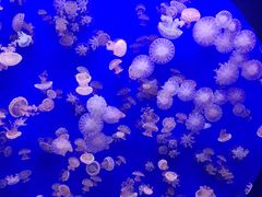 -江和美海洋公园