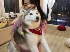 -Husky Go! 哈士奇体验馆·宠物咖啡厅狗咖