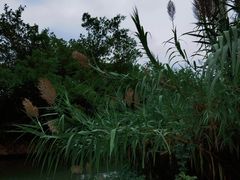 -三垟湿地