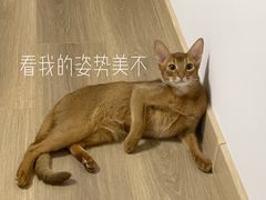 -猫十亿·布偶金渐层·曼基康矮脚猫舍(青年路店)