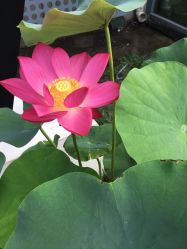 -P.V.传统瑜伽学校