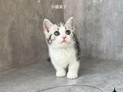 -小猫来了·猫舍(红山六九七九店)