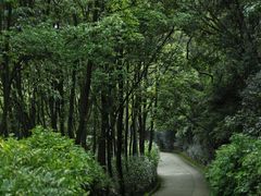 -东莞市大岭山森林公园