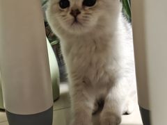 -欣宠猫屋·矮脚拿破仑·蓝金金渐层