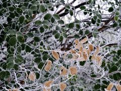 -长沙黑麋峰国家森林公园