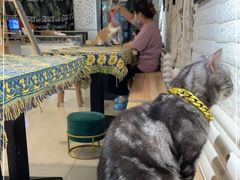-平行世界·猫咖(首经贸店)