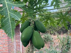 -西双版纳傣族园