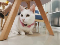 -鼓捣猫呢主题猫咖店