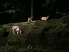 -夜间野生动物园
