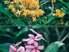 -中国科学院西双版纳热带植物园