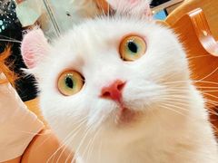 -藏猫猫咖啡主题馆(中央大道店)