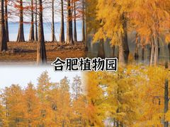 -合肥滨湖国家森林公园