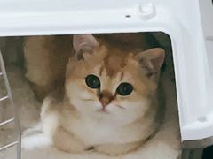 -小猫来了·猫舍(红山六九七九店)