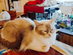 -猫色咖啡·猫咖