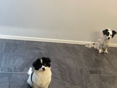 -暖阳宠物医院·犬猫康复中心·骨科