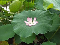 -陈家山荷花公园