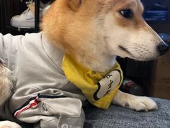 -逗柴咖啡屋·狗咖猫咖宠物桌游