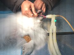 -瑞鹏瑞爱宠物医院·全科·猫科·血液透析中心(龙头寺店)